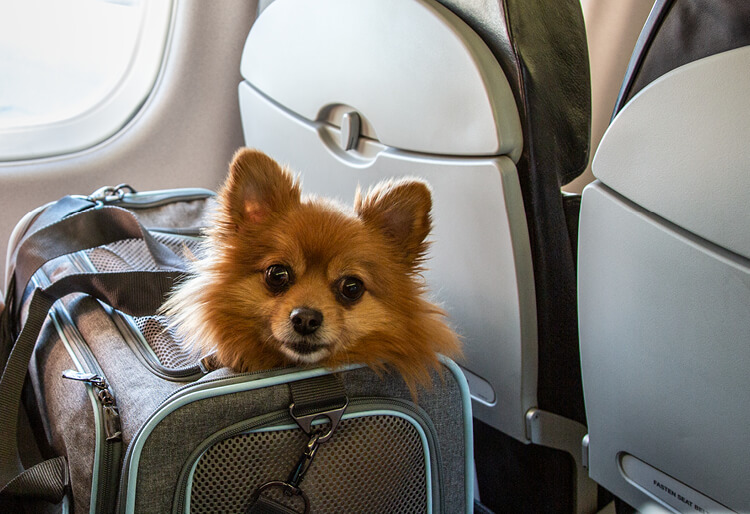 Ihr Hund reist gut verpackt mit Ihnen an Bord der Lübeck Air