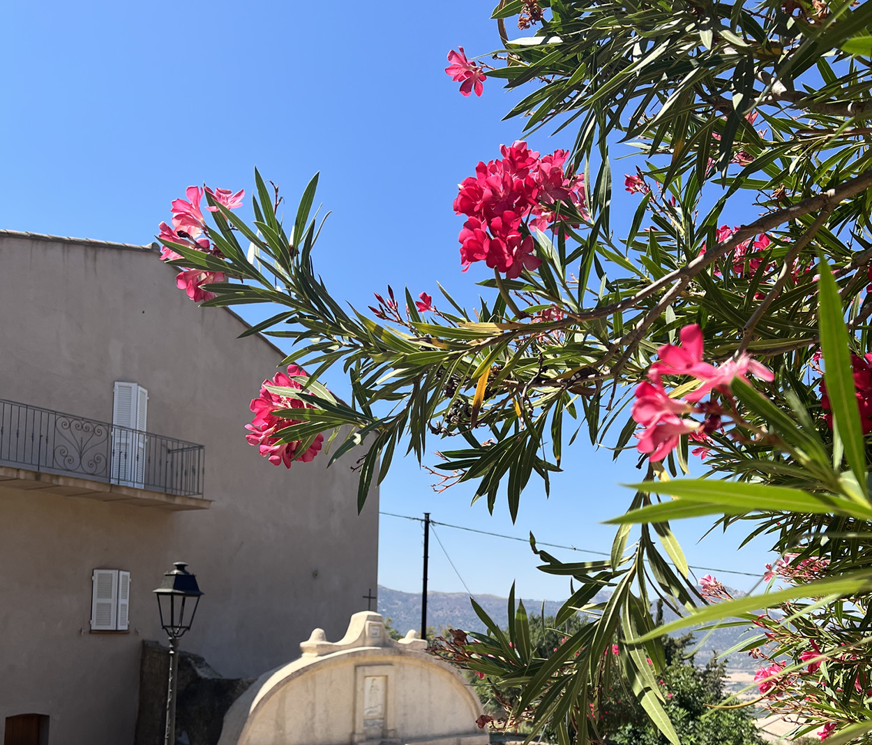 Blooming Corsica in summer